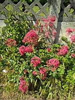 Valeriane (prise a Lens)(1)